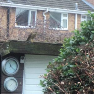 Sparrow Hawk, Her first visit in January