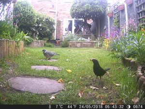 Blackbird and pigeon.