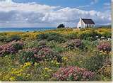 Paternoster Fynbos