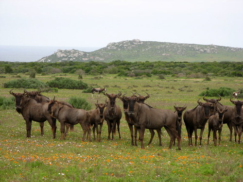 west-coast-national-park-south-africa-suemtravels