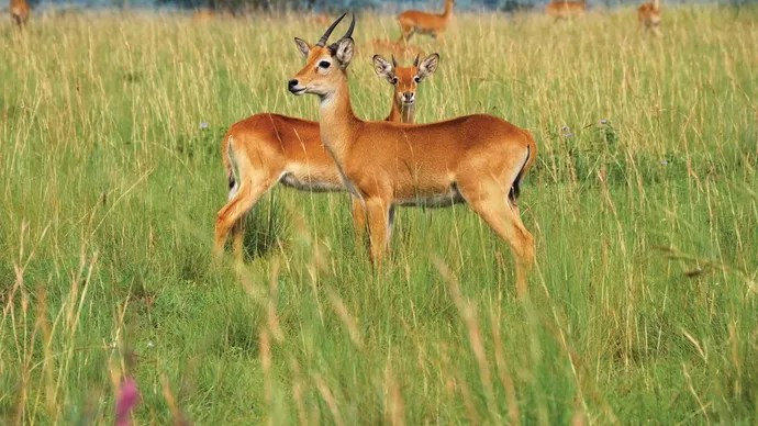 Bohor Reedbuck