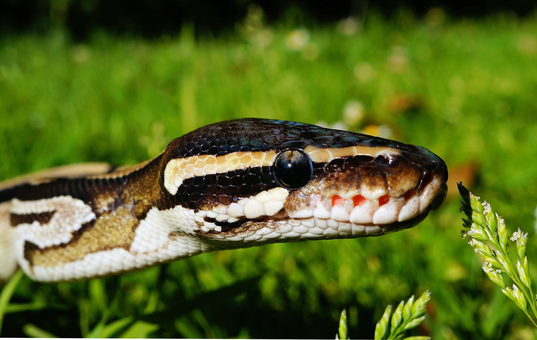 brown and beige snake in the grass during daytime