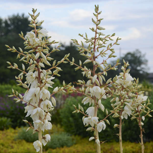 Yucca - Color Guard Adam's Needle - Sugar Creek Gardens