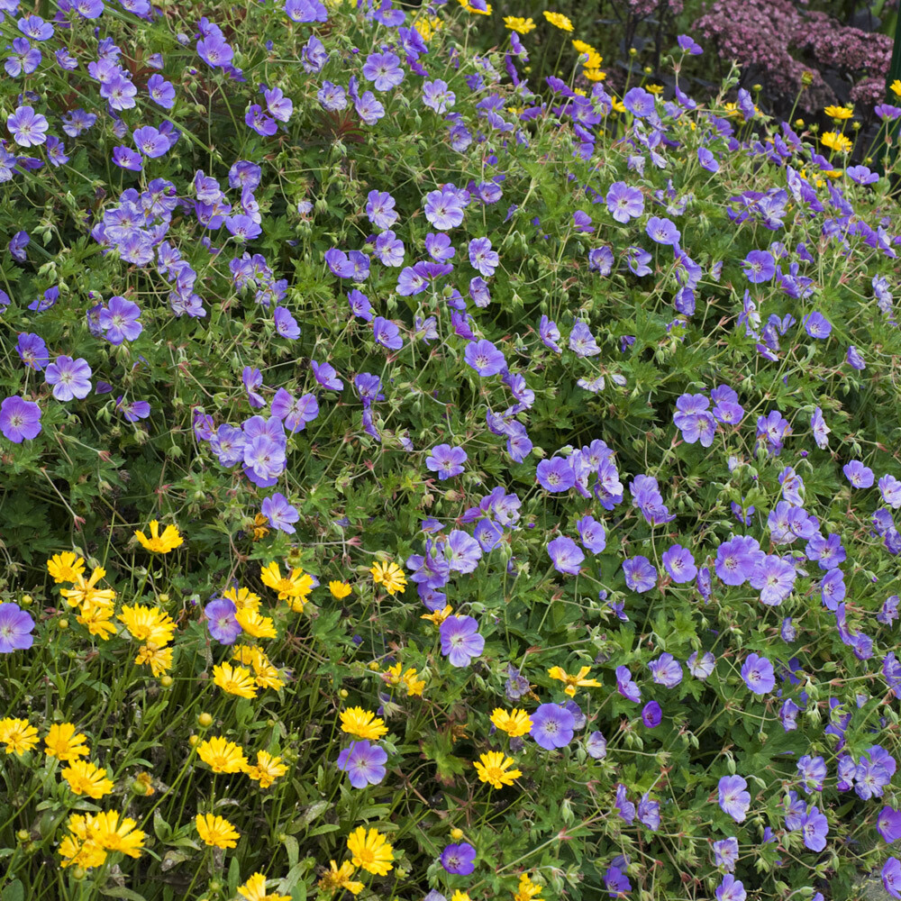 Sugar Creek Gardens Geranium Rozanne