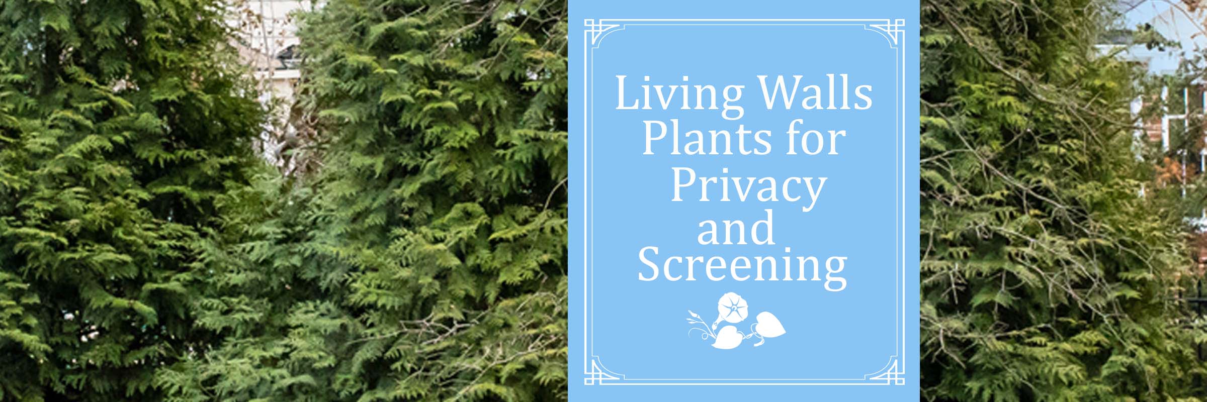Living Walls - Plants for Screening and Privacy - Sugar Creek Gardens