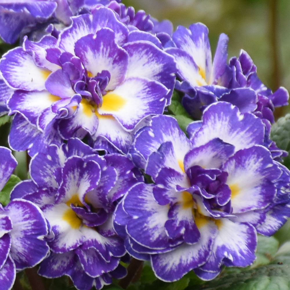 Primula Blue Ripples Primrose - Sugar Creek Gardens Sugar Creek