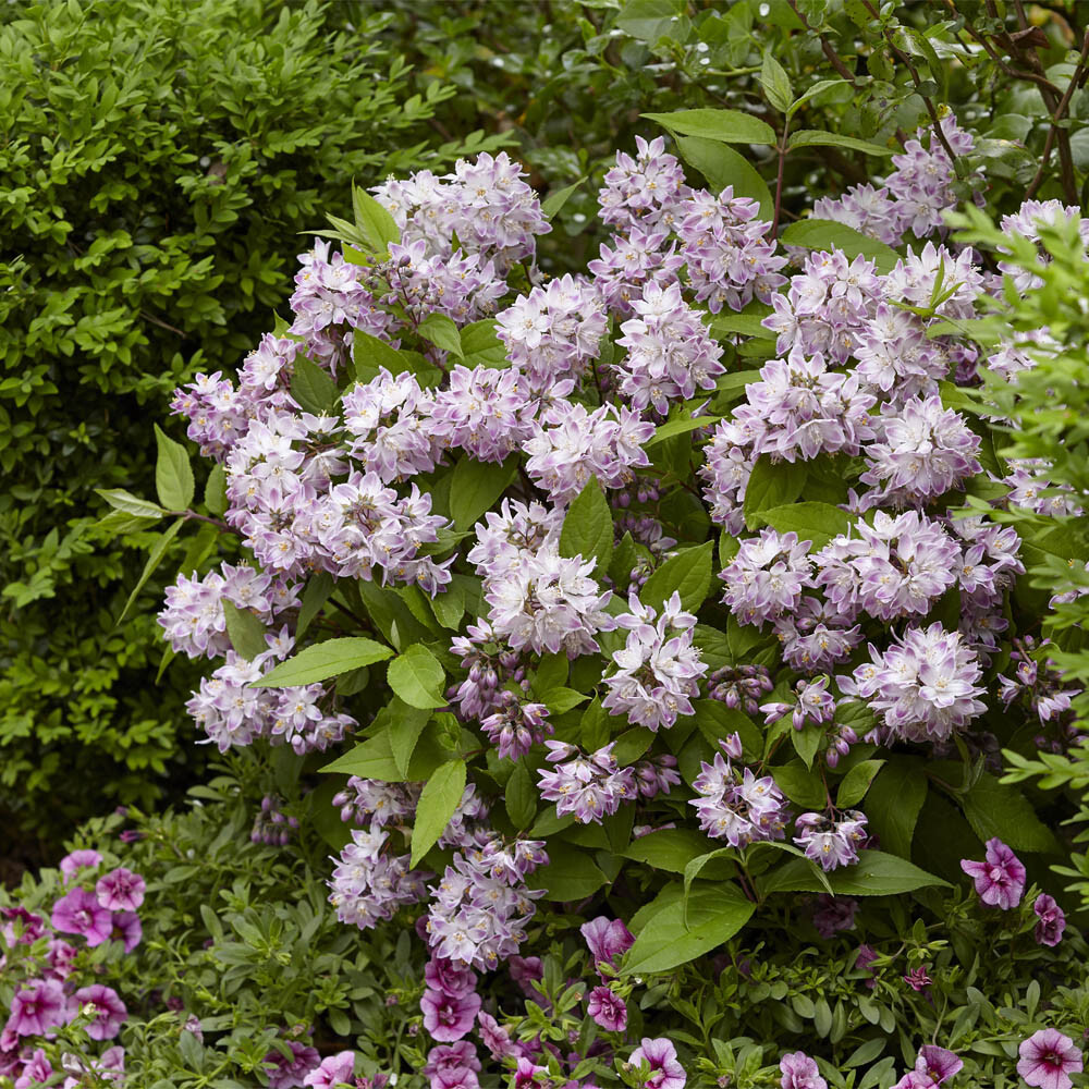 Deutzia Raspberry Sundae - Sugar Creek Gardens Sugar Creek Gardens
