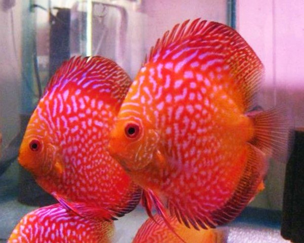 Cover Image of the Post