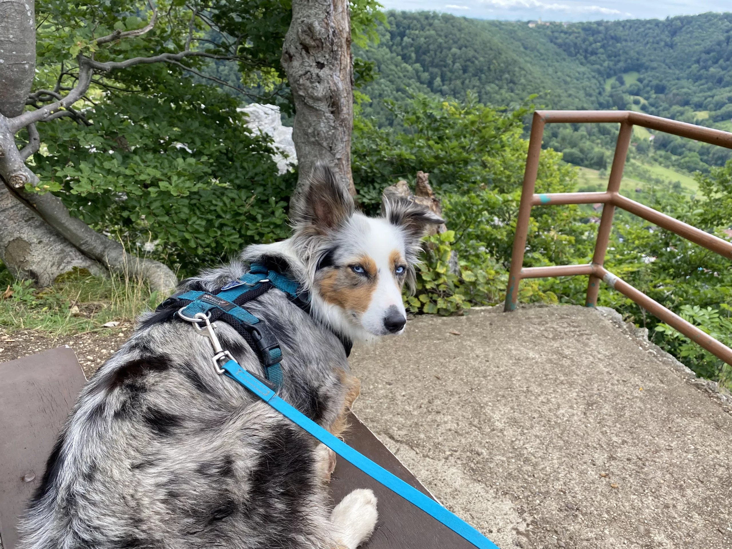 Mini Australian Shepherd sitzt angeleint auf einem Ausichtsplatz mit Blick auf ein bewaldetes Tal.
