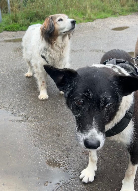 Zwei alte Hunde beim Spazierengehen. Im Hindergrund eine weiße langhaarige Mischlingshündin, im Vordergrund eine schwarz-weiße Hündin.