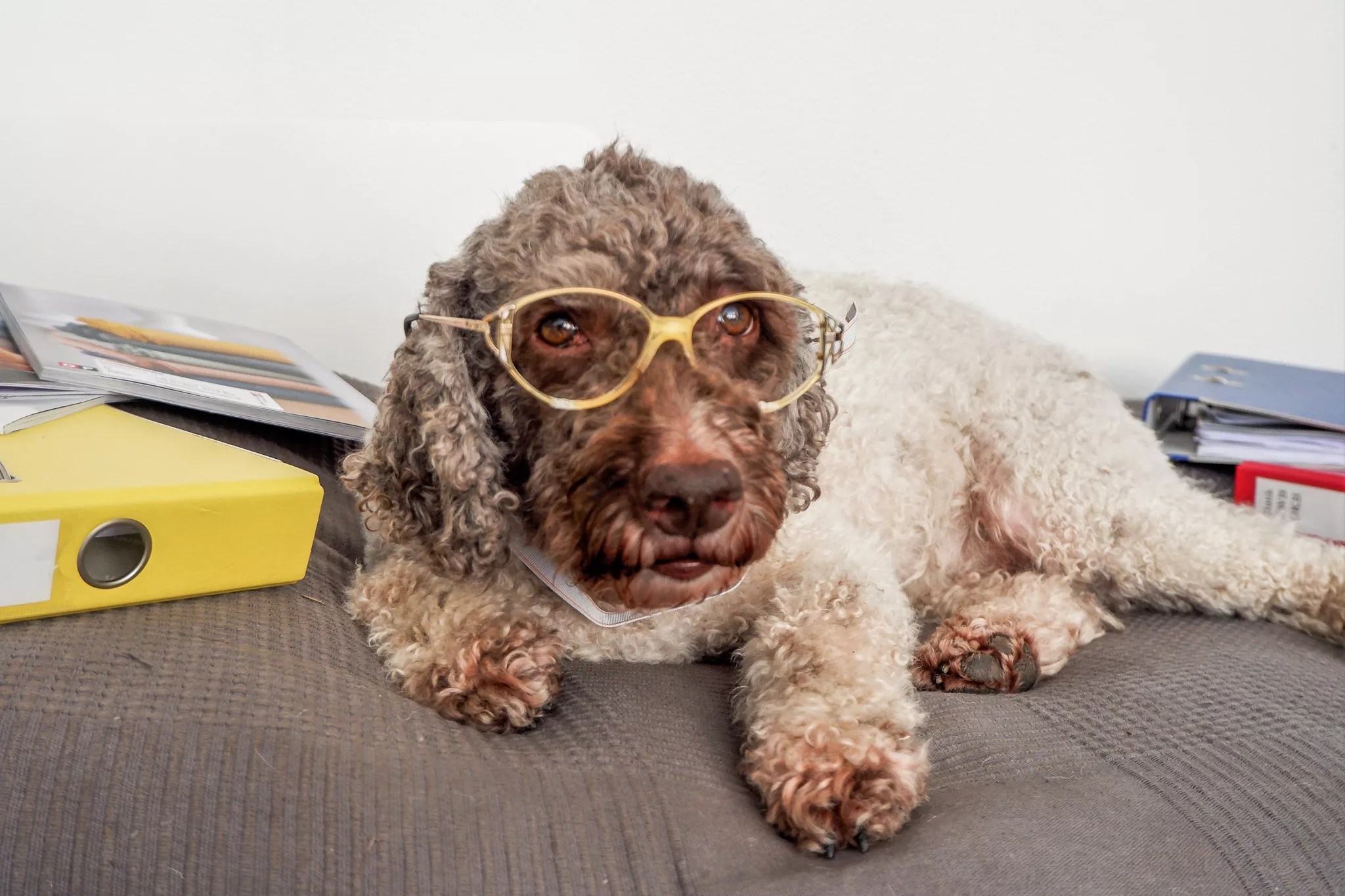 Hund mit einer gelben Brille liegt neben einem gelben Ordner.