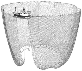 Pukat cincin (purse seine) adalah alat tangkap yang digunakan untuk menangkap ikan pelagis yang bergerombol. Mengenal Alat Tangkap Purse Seine Pukat Cincin Sharing Informasi Perikanan