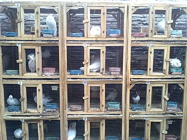 Macam-Macam Kandang Merpati – Sularso's Home 480_X_640_jpg