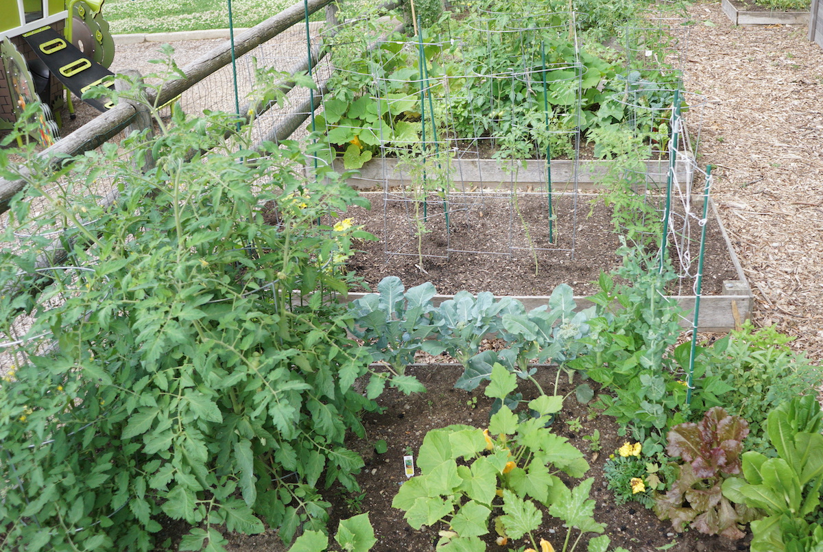 What can I plant NOW?  There is life after lettuce!