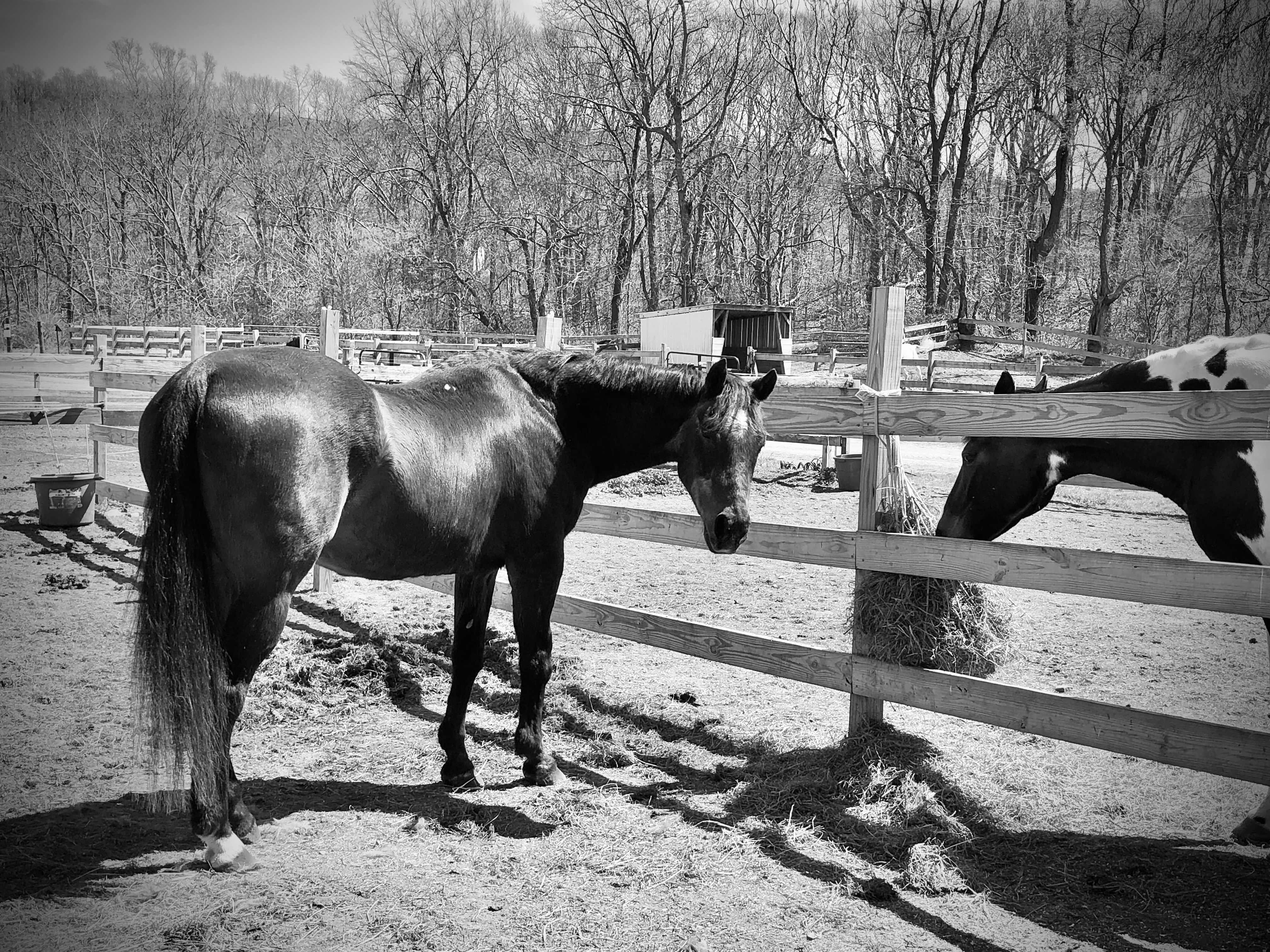 Bear Paw Barn