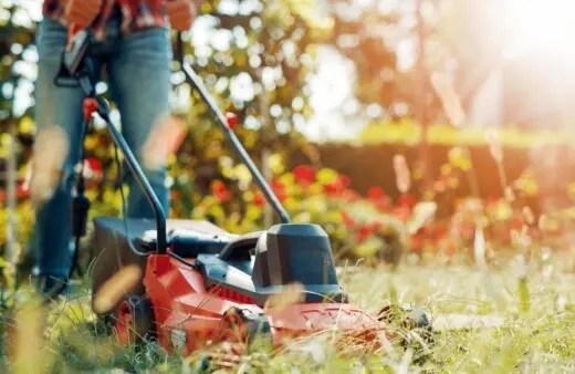 Another tip that you can do to kill the dallisgrass is by regularly mowing your lawn.