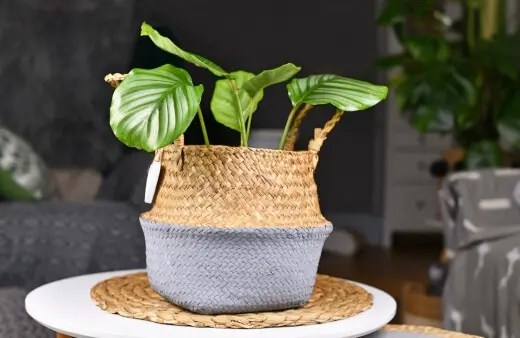 How to Propagate Calathea Orbifolia