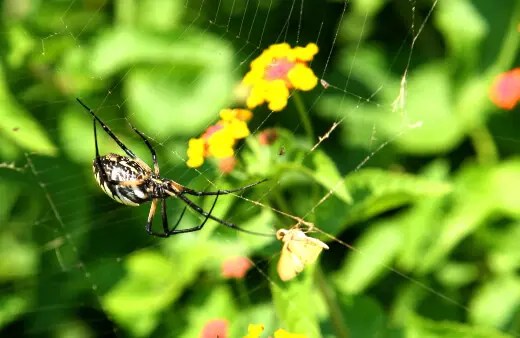 Why is it Necessary to Control Spiders in the Garden