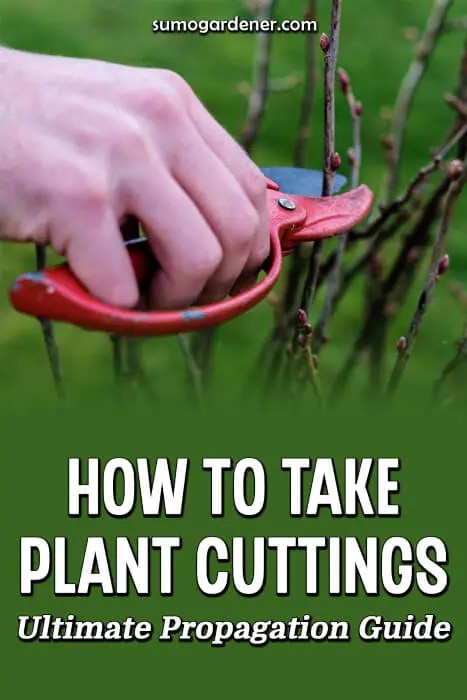 How to Take Plant Cuttings Ultimate Propagation Guide