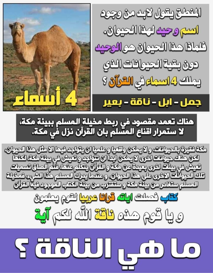 What is a camel?