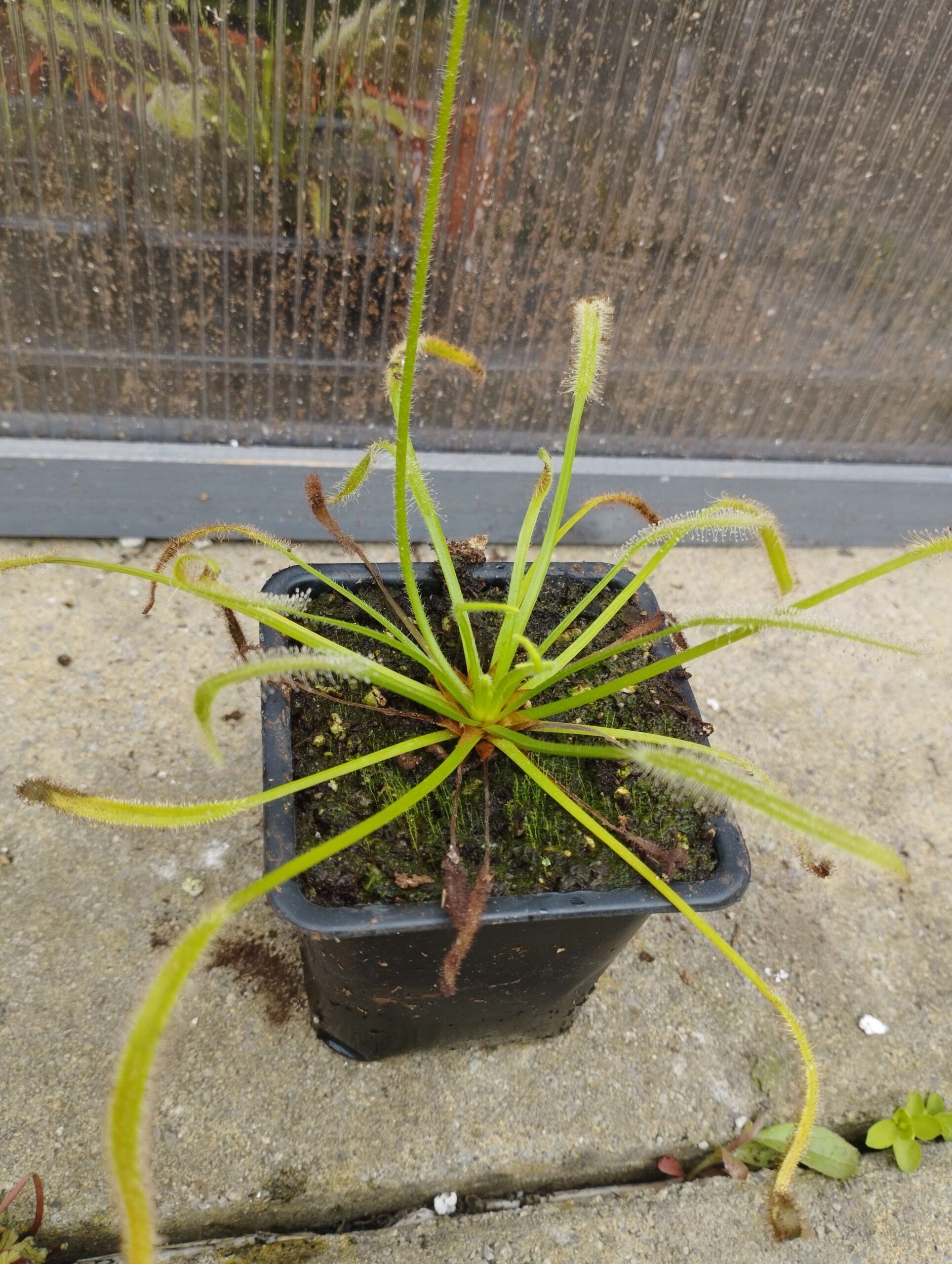 Cape Sundew 9cm Sundew Plants UK