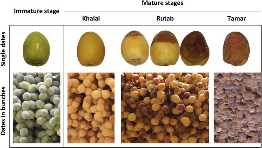 Fresh dates vs. dried dates
