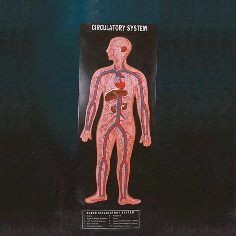 Human Circulatory System
