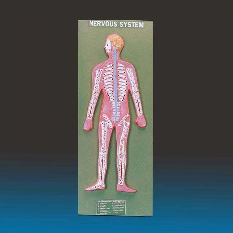 Human Nervous System