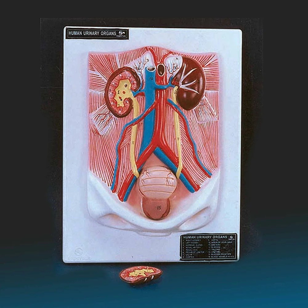 Human Urinary Organs