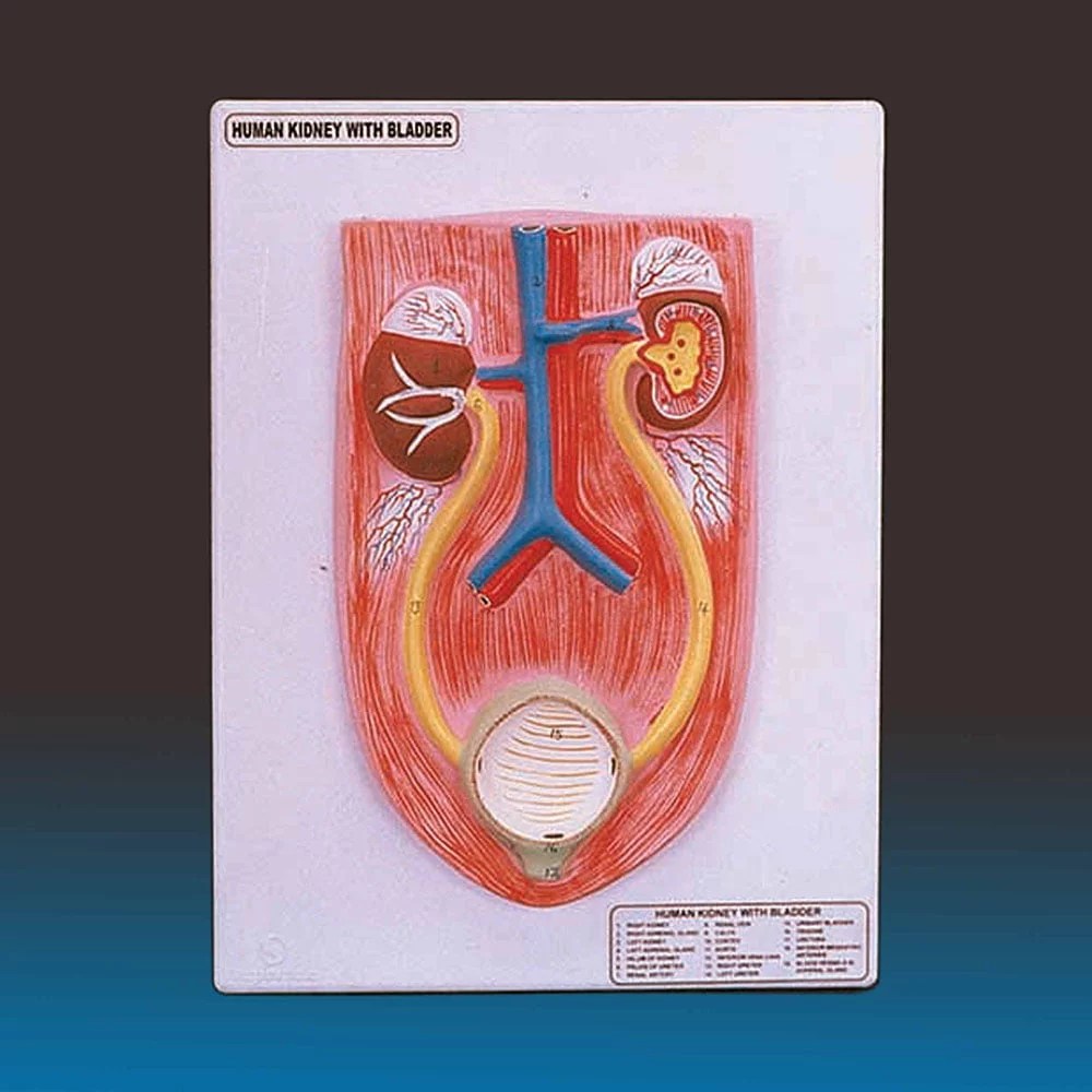Kidney with Bladder