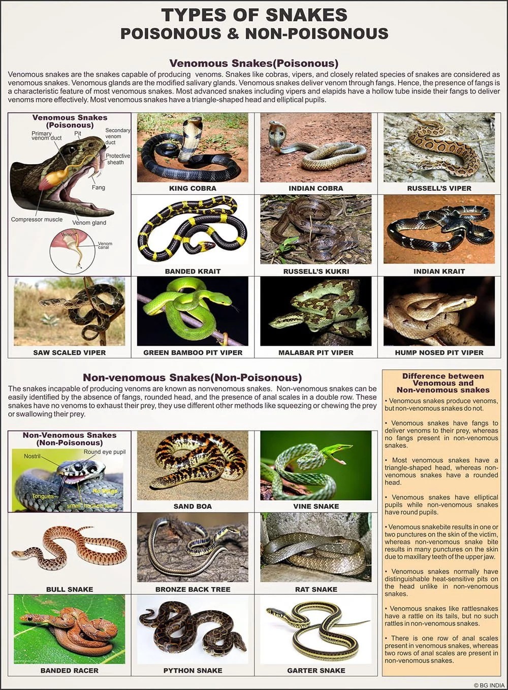Reptilia