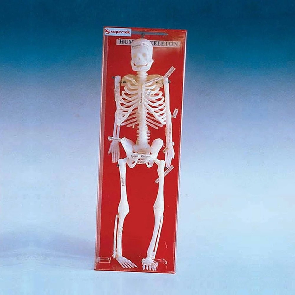 Skeleton Model, Miniature