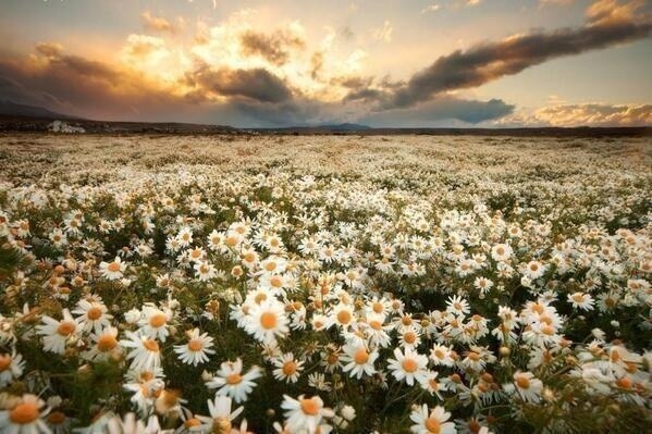 Daisy 1
