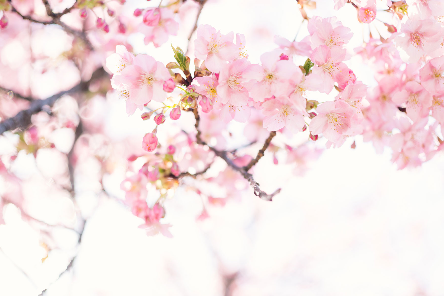 Intro to TCM: Spring