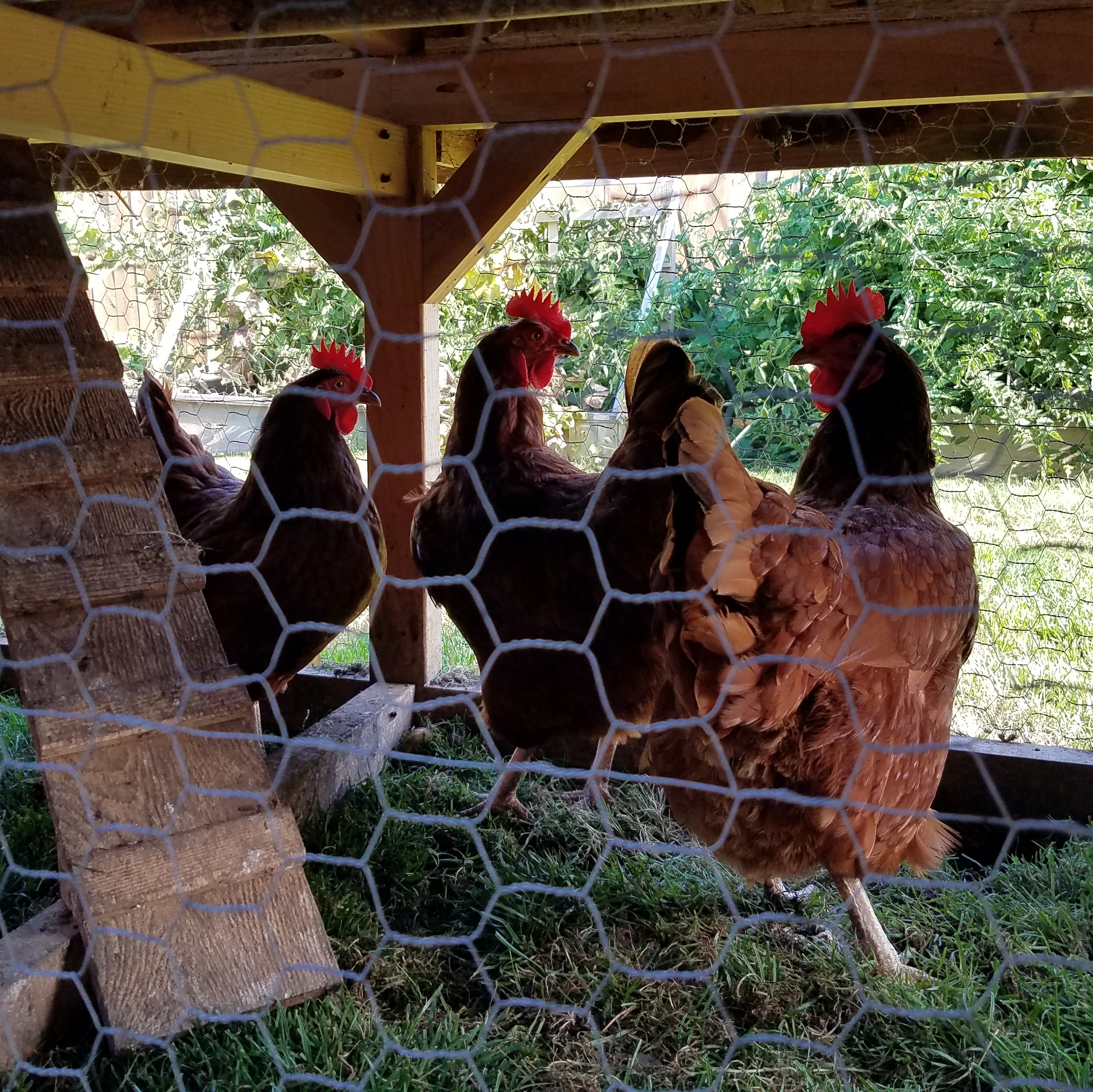 Our Egg Laying Hens