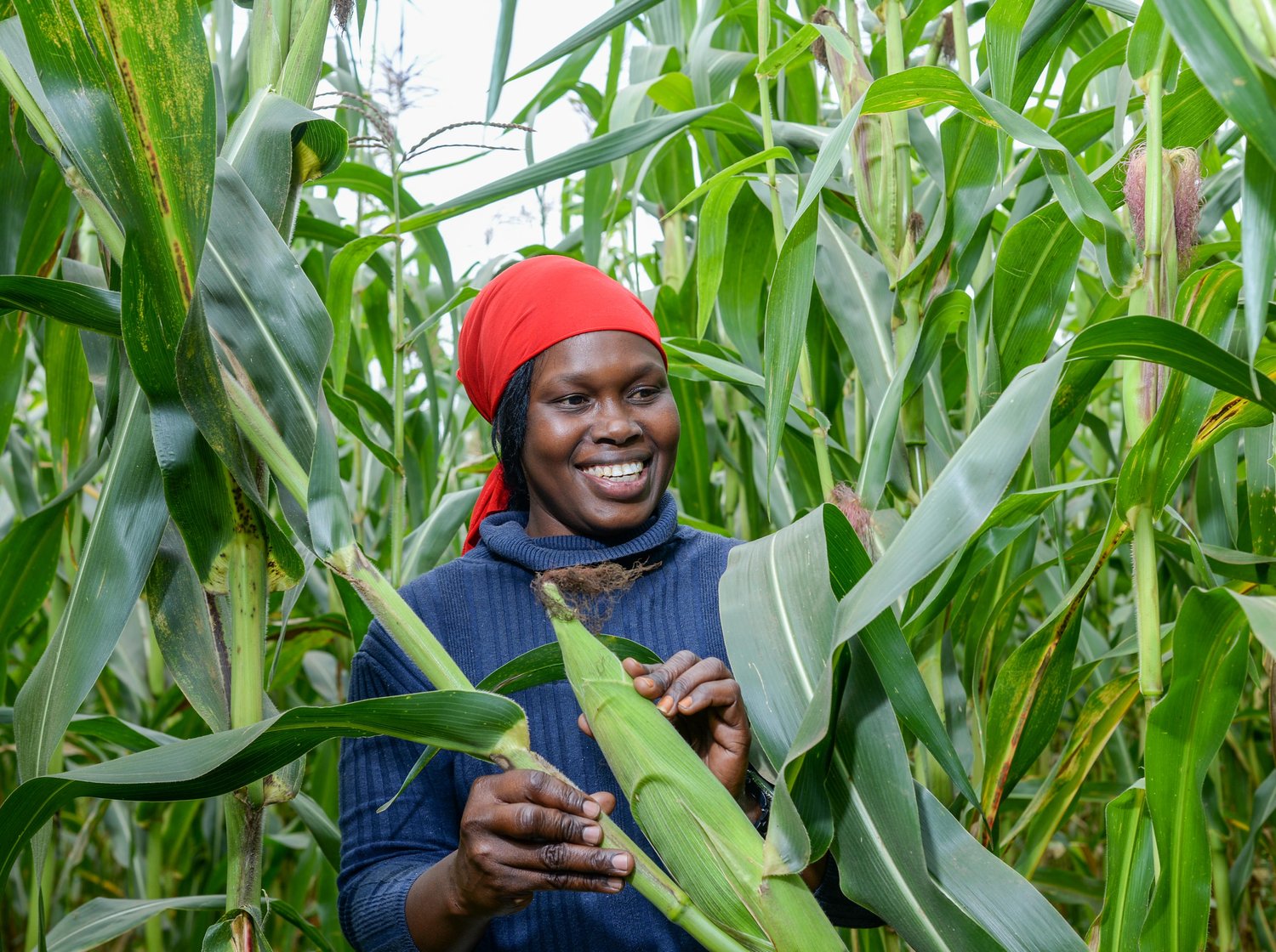 Kenya : Le MAFDE facilite l’accès des agriculteurs aux engrais