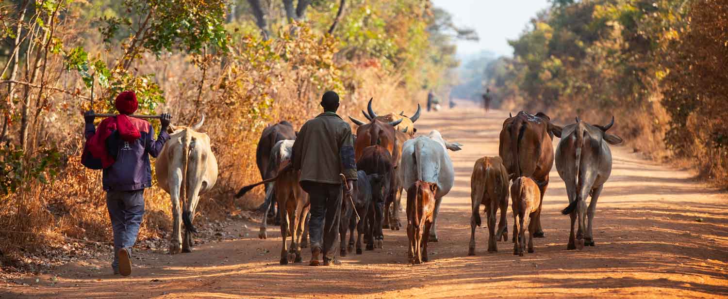 Zambie : Face au changement climatique, la BAD au chevet des petits éleveurs