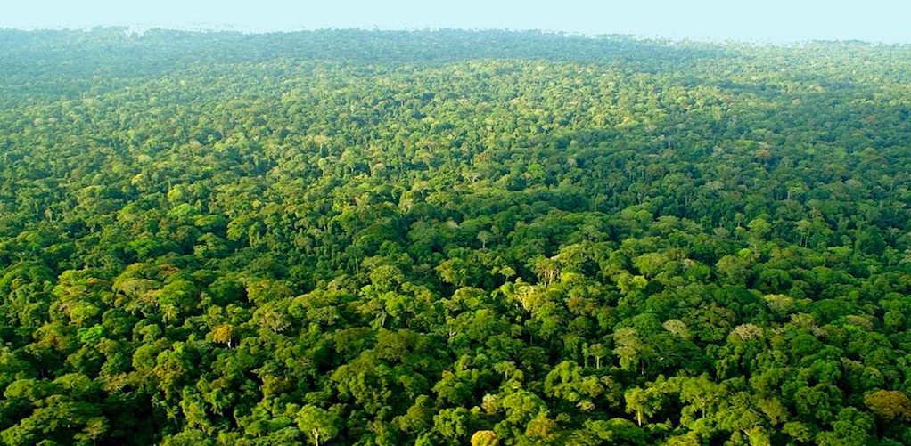 COP 28 : 65 millions de dollars US pour le climat en RDC