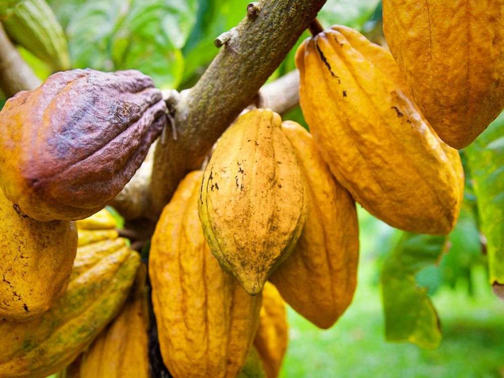 Ghana : 132,8 millions de dollars pour relancer les plantations de cacao