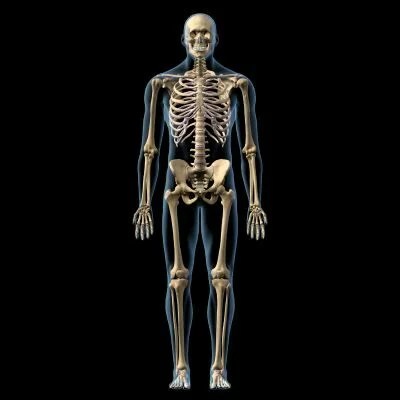 How Long Does Creatine Stay in Your System? A Comprehensive Guide 21 Human Male Skeleton Body