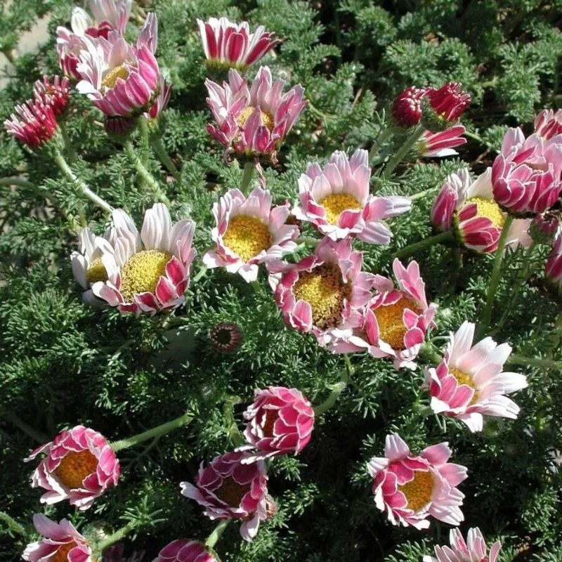 Best Akarkara (Anacyclus Pyrethrum) Seeds: Top Products - The Secret to Explosive Growth! 5 50+ Spring Carpet Daisy Seeds - Perennial Gnome Daisy - Anacyclus pyrethrum