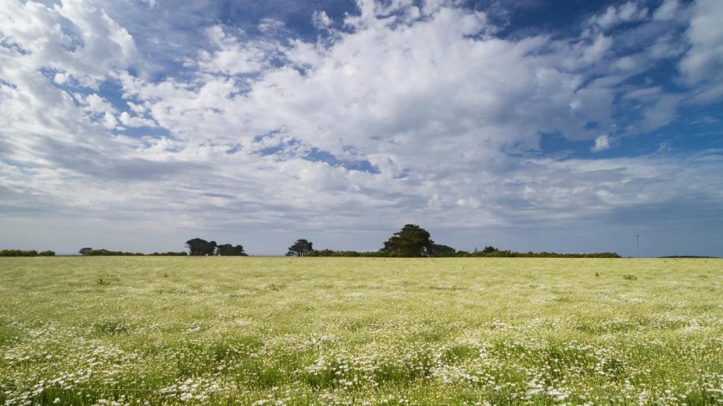 Anacyclus-Pyrethrum-Field