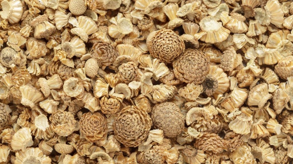Anacyclus Pyrethrum (Akarkara) Benefits & Uses: A Treasure of Ayurveda 9 Organic-dry-Akarkara-Anacyclus-Pyrenthrum-Seeds
