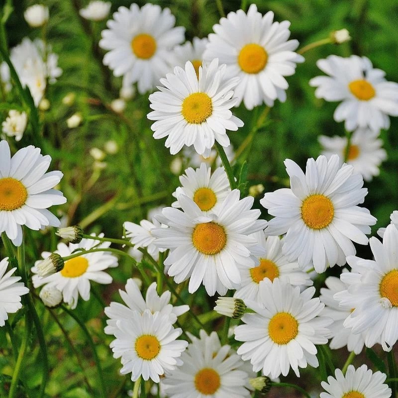 akarkara anacyclus pyrethrum blossom