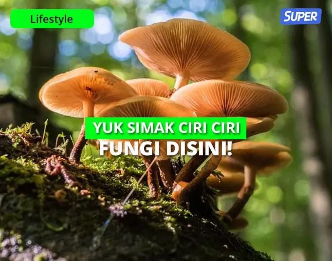 Catatan Tentang Materi Mipa X Smt 1 2 Clearnote Panduan Belajar Belajar Buku Cetak Ciri ciri fungi yang pertama ditinjau dari segi struktur tubuhnya.