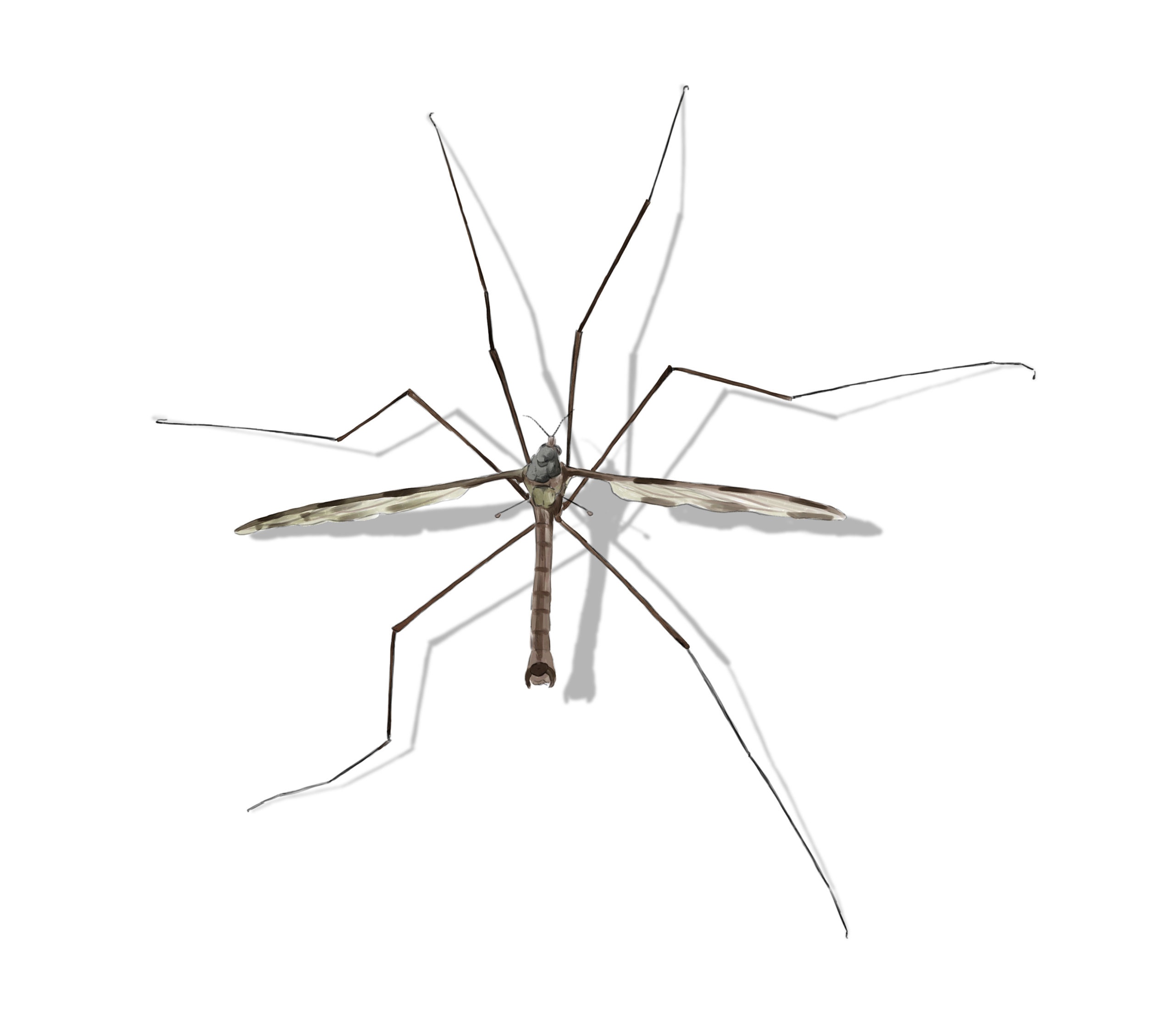 Read more about the article Crane Flies: More Than Just Giant Mosquitos