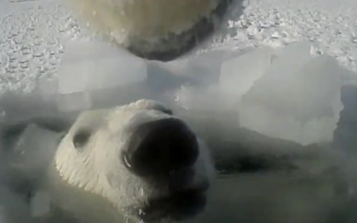Unveiling the Secrets: A Polar Bear's Perspective with GoPro (2026)