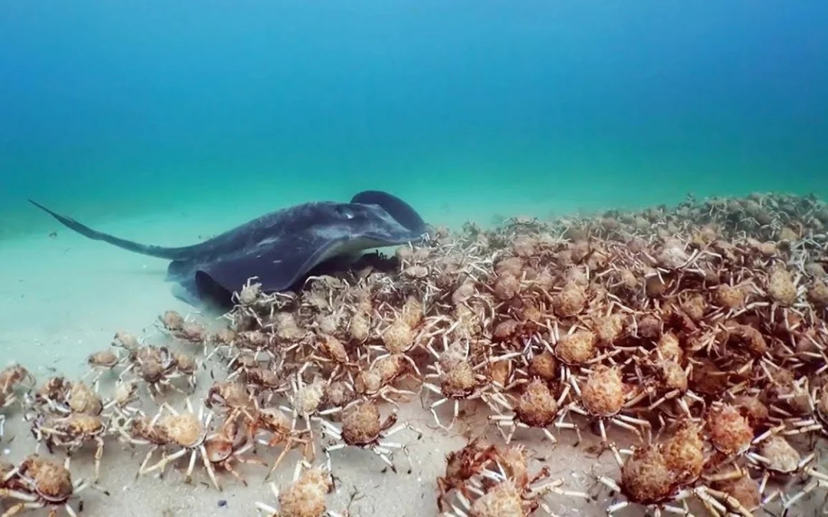 Robot Crab vs. Stingray: How Real Crabs Defended Their AI Impostor | BBC Spy in the Ocean (2026)