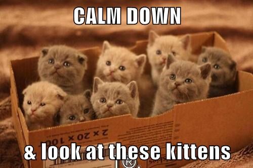 do kittens calm down