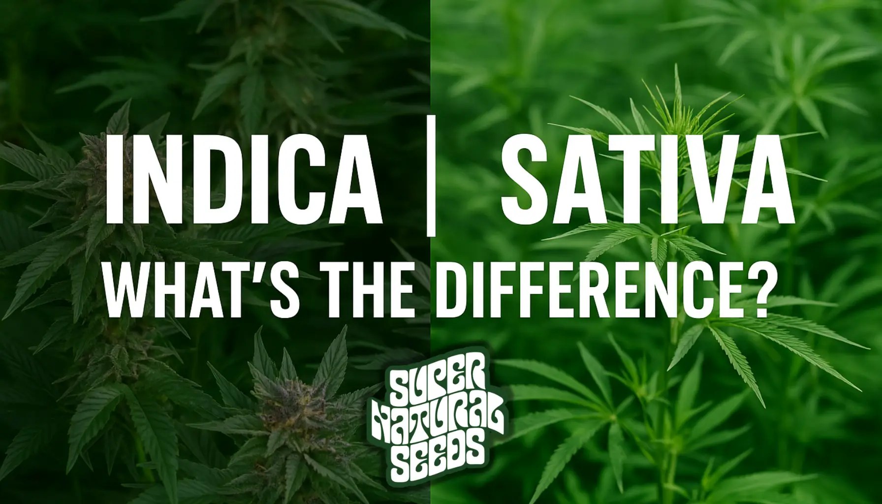 Indica vs Sativa